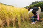 雄町米の稲刈り