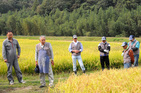 雄町米の稲刈り